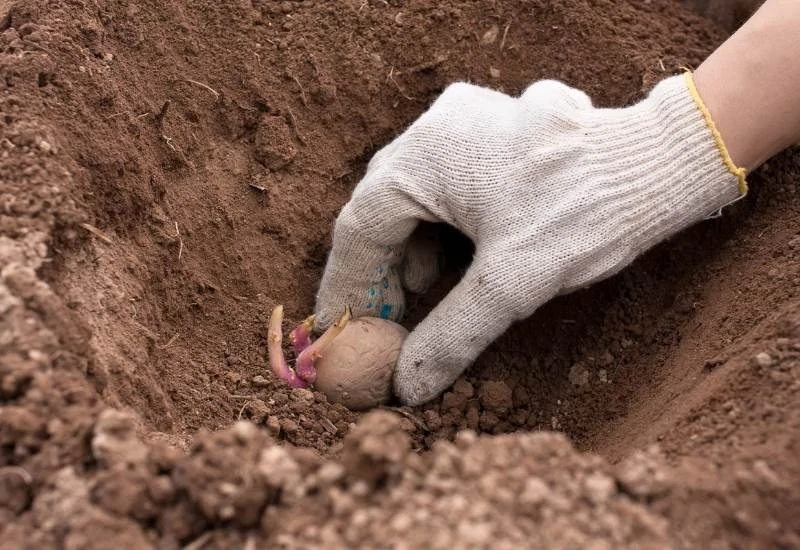 Where can you deep-plant potatoes