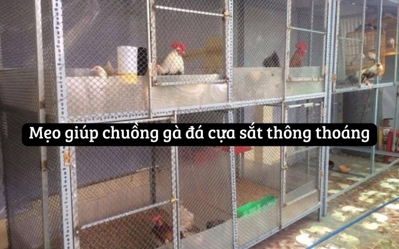 Mẹo giúp chuồng gà đá cựa sắt thông thoáng