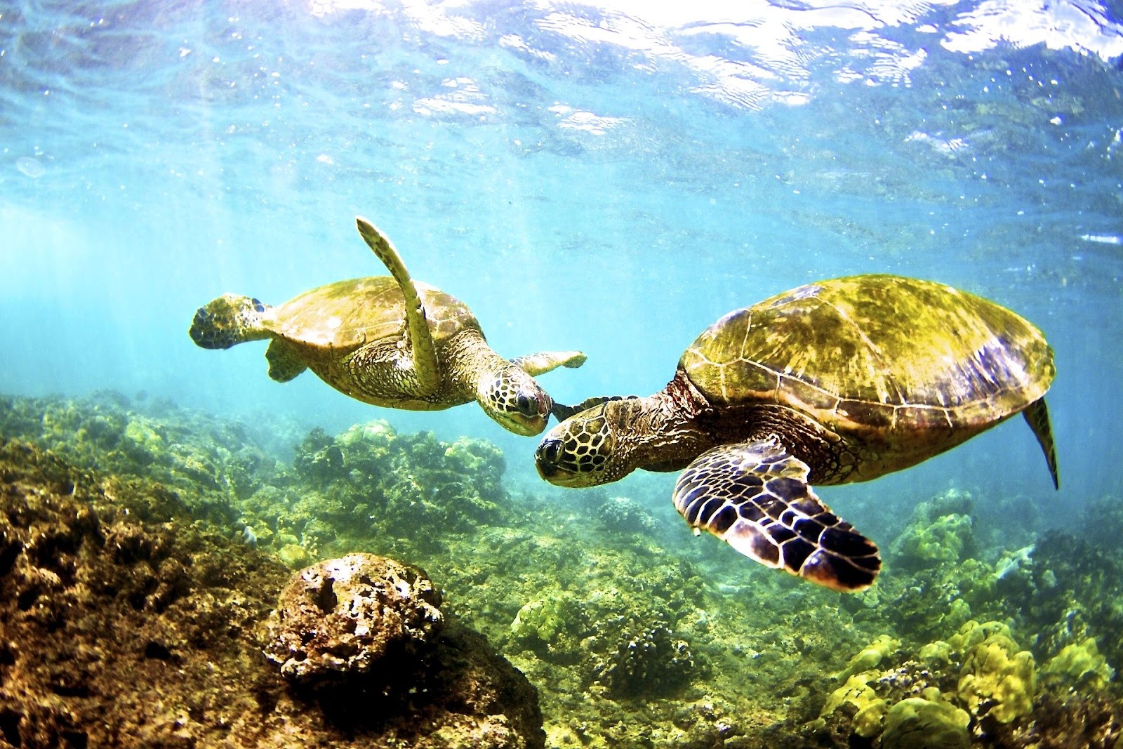 The Presence Of Sea Turtles On Maui