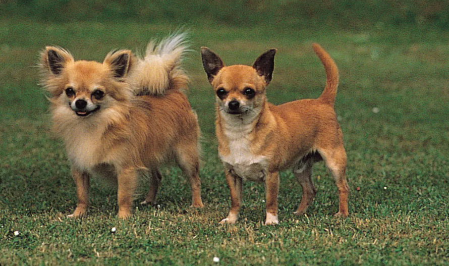Chihuahua Worst Dog Breeds
