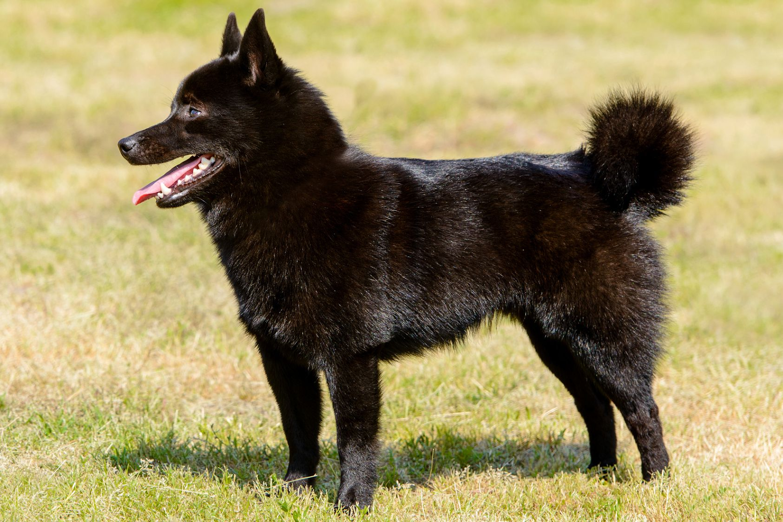 Dogs That Like Foxes
