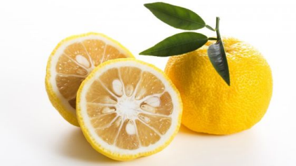 Yuzu is comes under top 10 citrus fruit