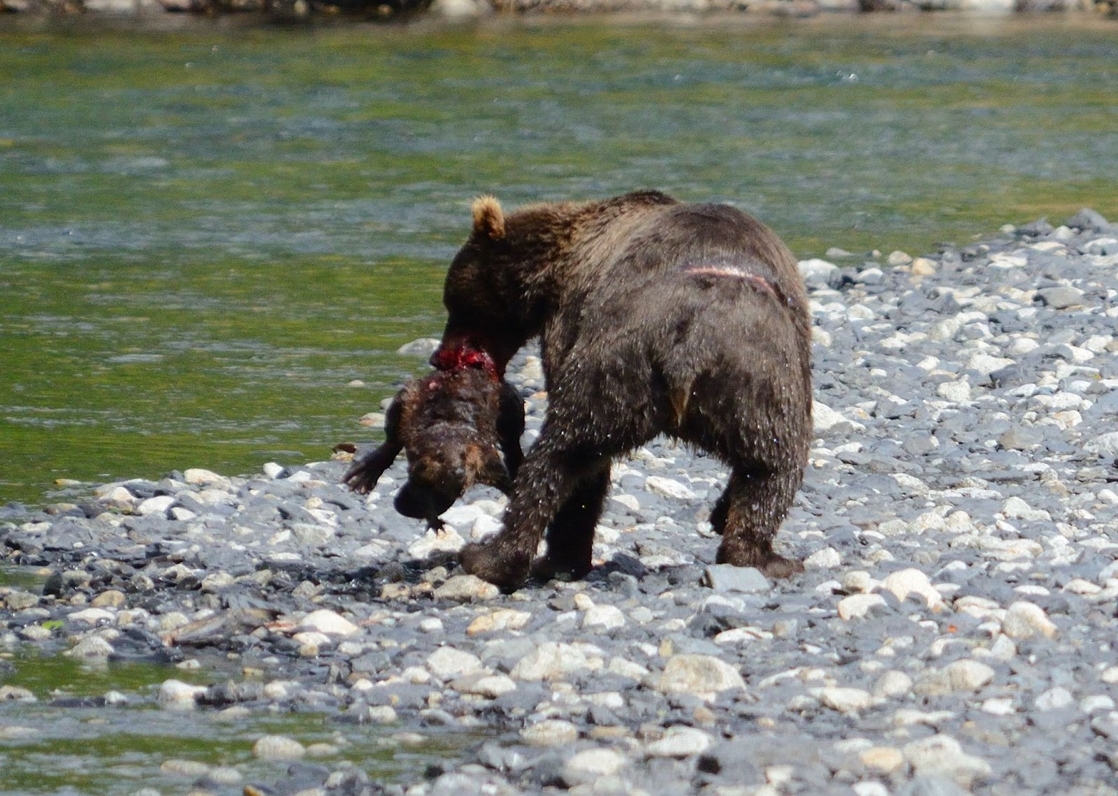 Beaver And Bear