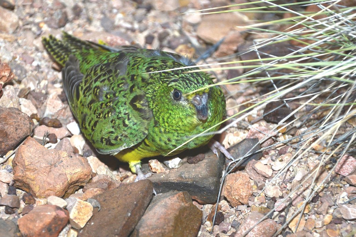 Australian Night Parrots