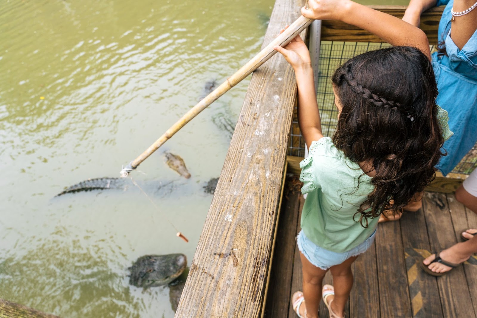 A young girl feeds alligators at Wild Florida