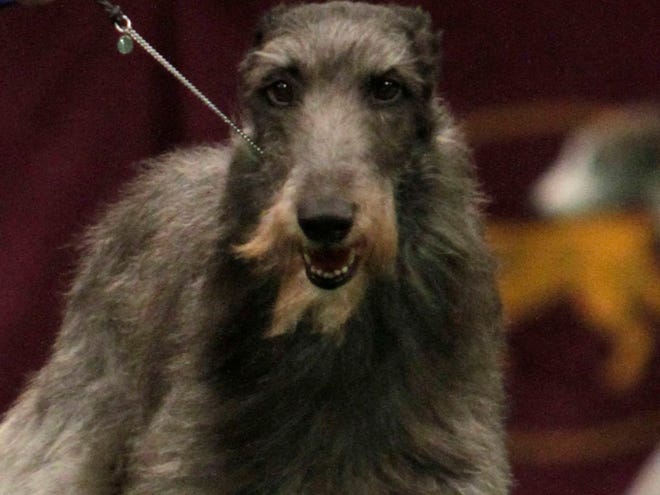 Scottish deerhound wins at Westminster
