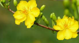 A yellow flower on a branch

Description automatically generated