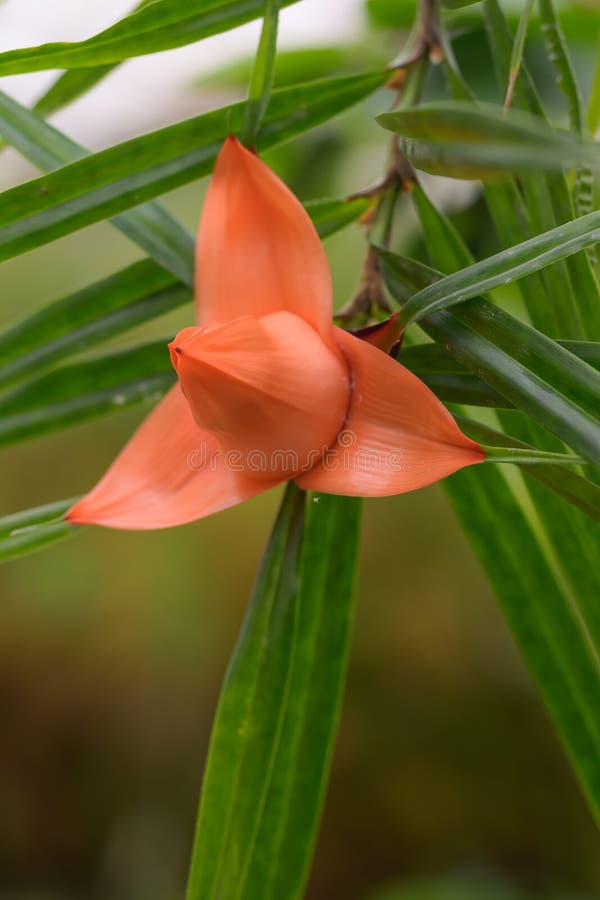 200 Screw Pine Flower Stock Photos - Free & Royalty-Free Stock Photos from  Dreamstime