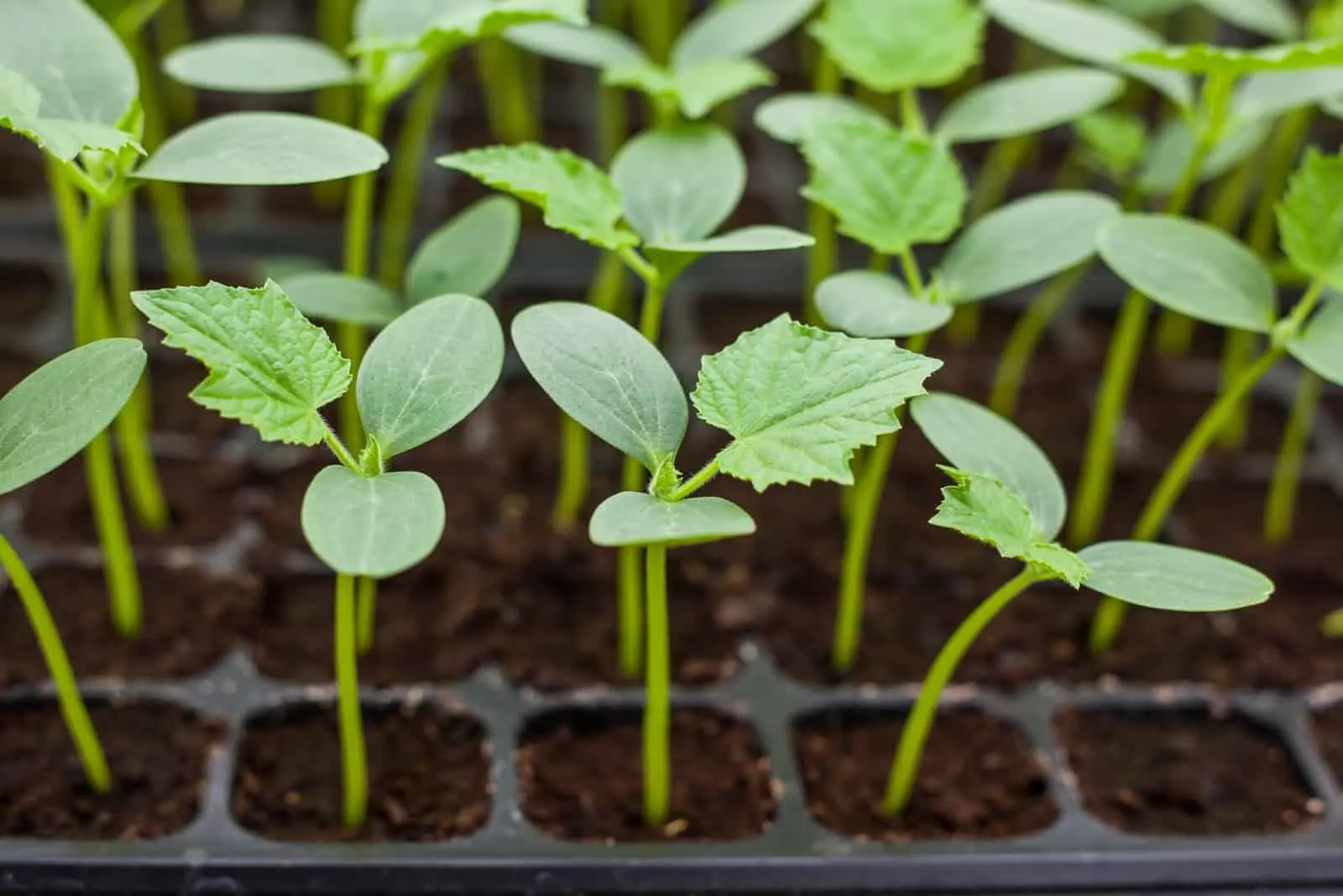 Do cucumber seedlings transplant well
