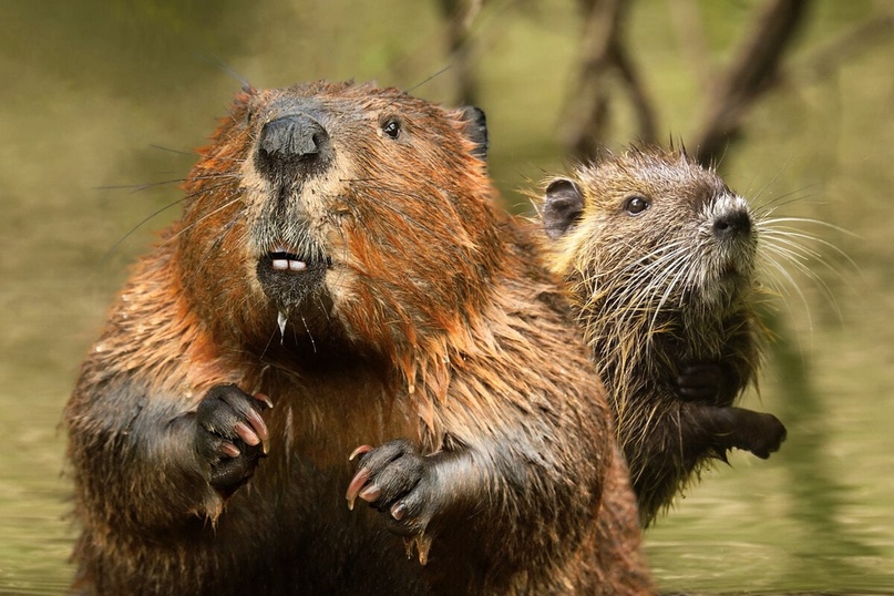 Life Beaver