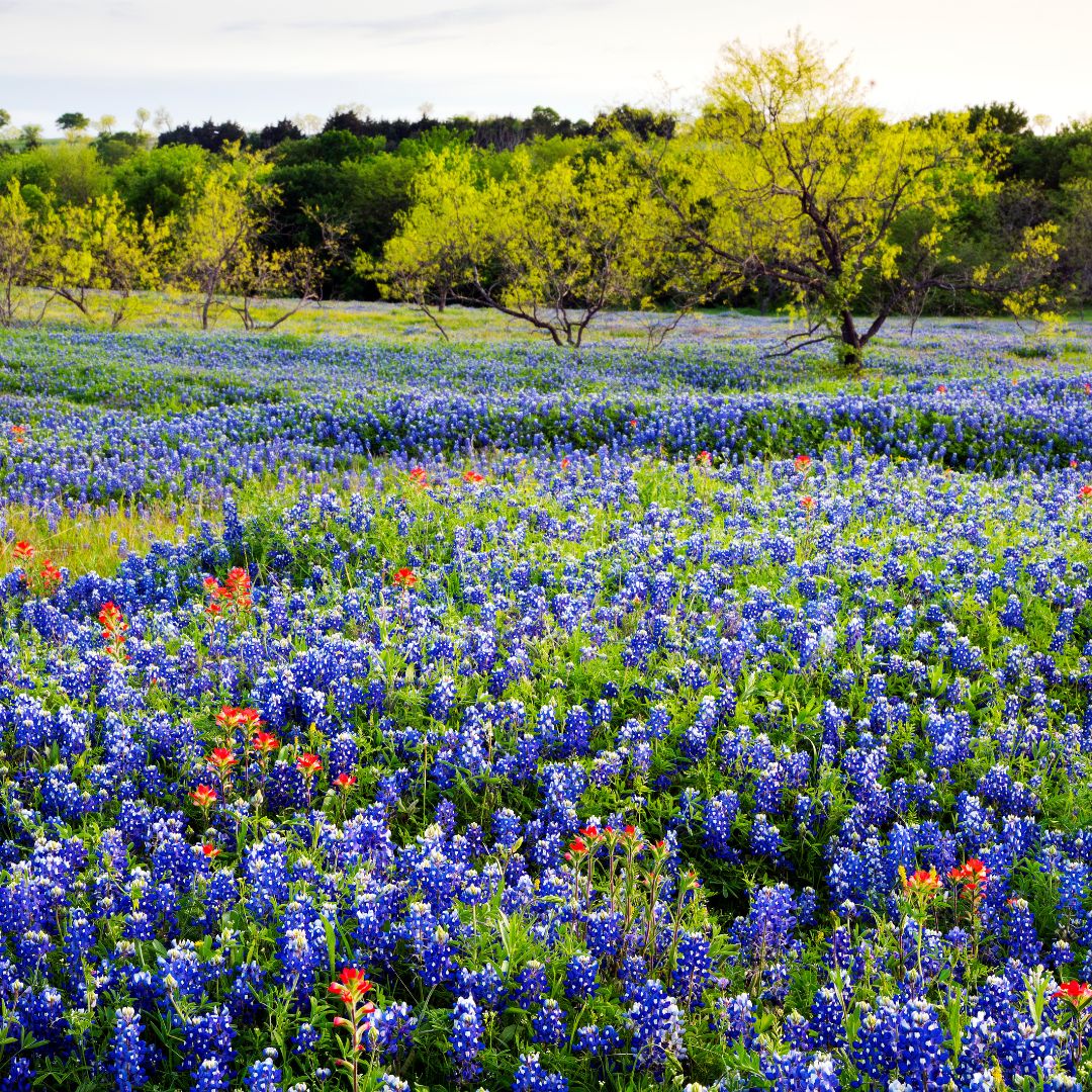 Texas Hill Country Wine Trail
