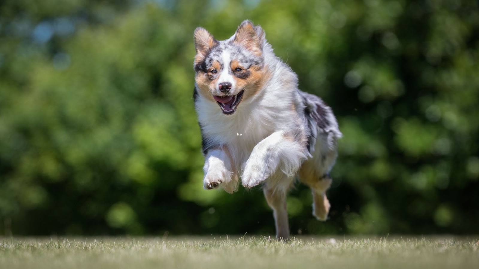 Australian shepherd dog leaping mid air getting exercise