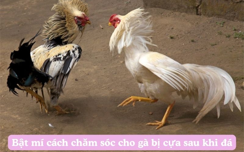 Bật mí cách chăm sóc cho gà bị cựa sau khi đá