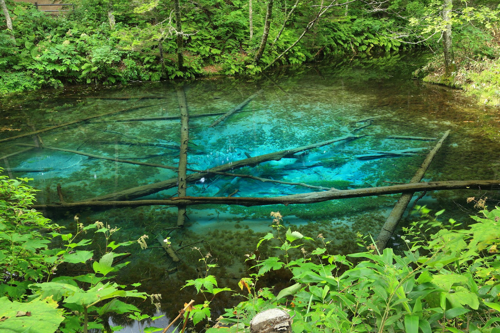 オホーツク・清里町｜青く美しい姿に癒される「神の子池」