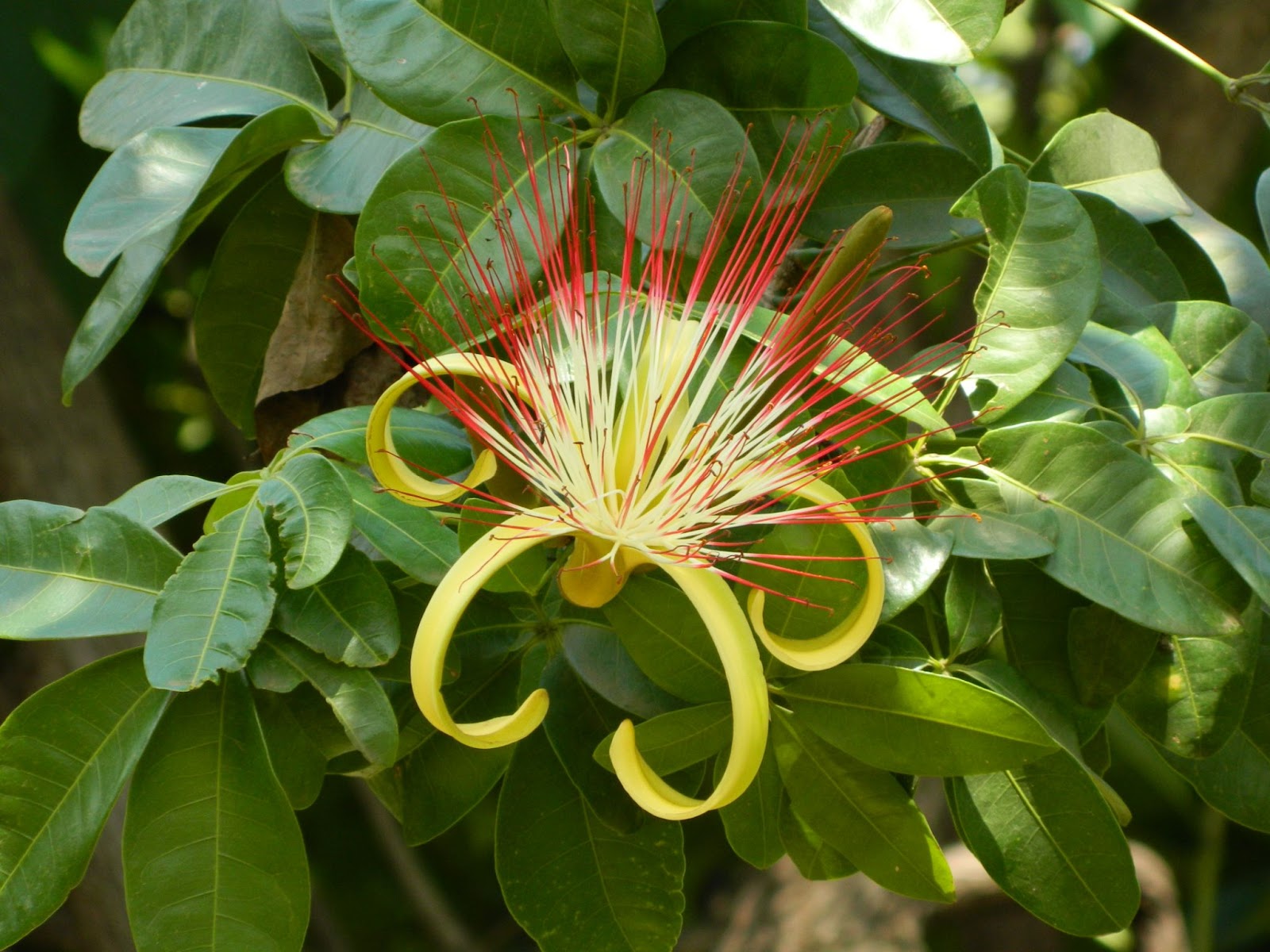 Flor com aspecto espinhento, de pontas vermelhas e a base verde clara. Ao fundo, as folhas da espécie.