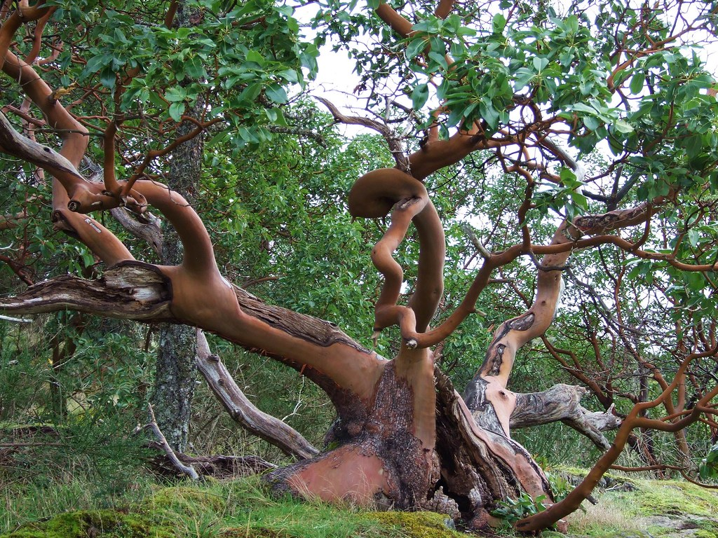 Madrone Tree (Arbutus menziesii)