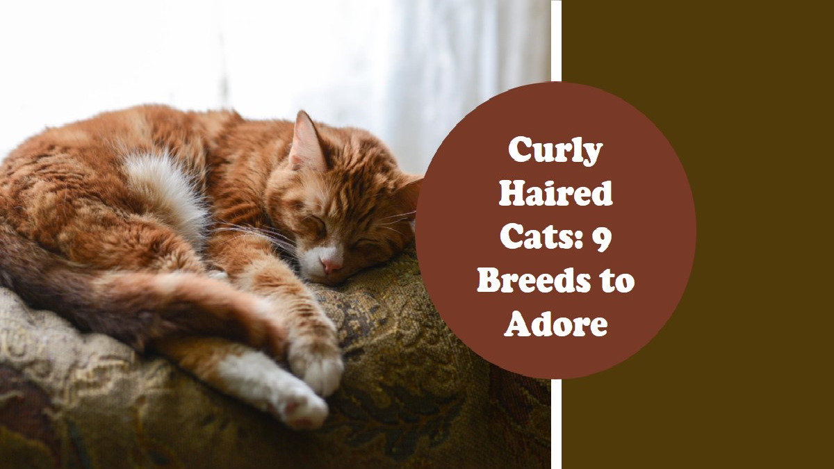 9 Breeds of Curly Haired Cat : Those With Looping Locks