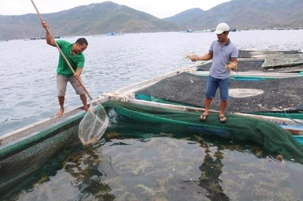 Trung Quốc đột ngột dừng nhập khẩu tôm hùm sống từ Việt Nam