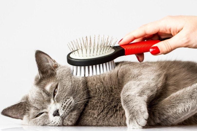 How to Clean a Cat Brush (5 Simple Steps) | Hepper
