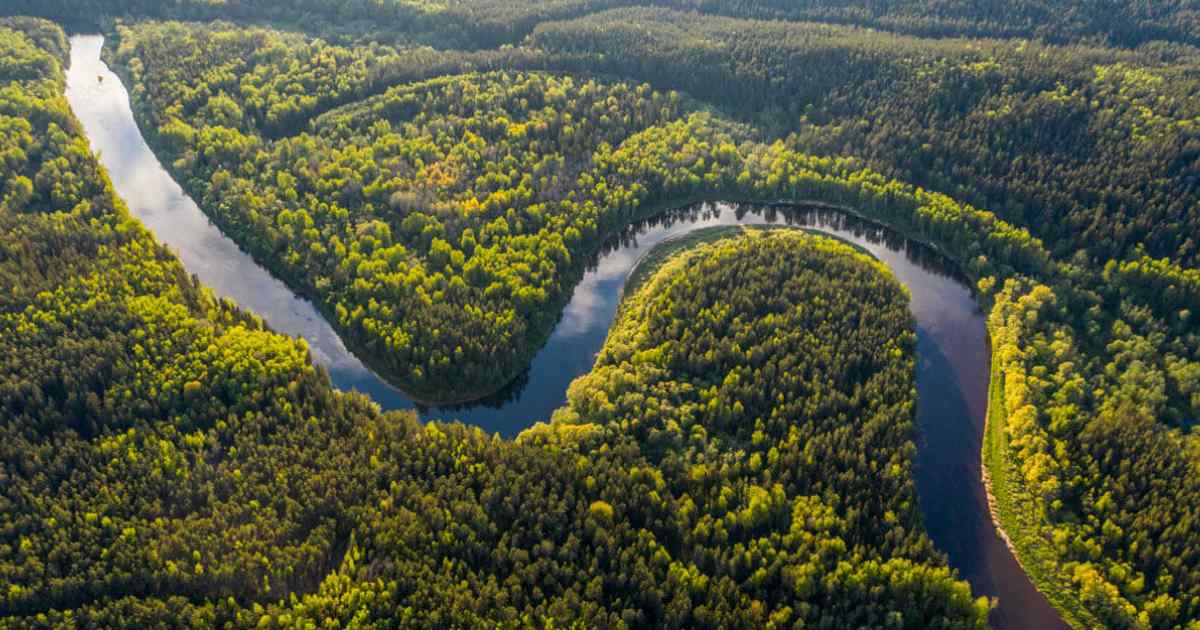 The Amazon Rainforest: Lush Biodiversity Haven