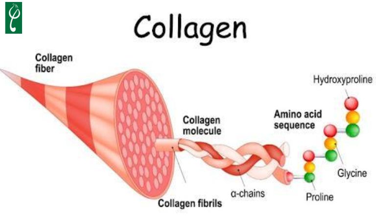 Collagen giúp chăm sóc da hiệu quả