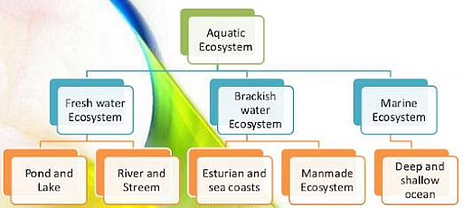 Aquatic Ecosystem