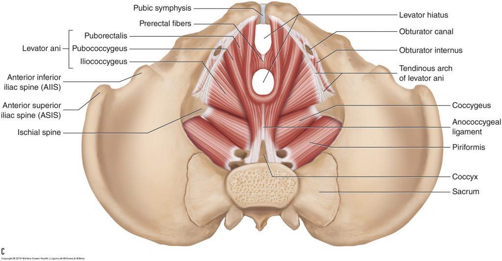 A diagram of the pelvis

Description automatically generated