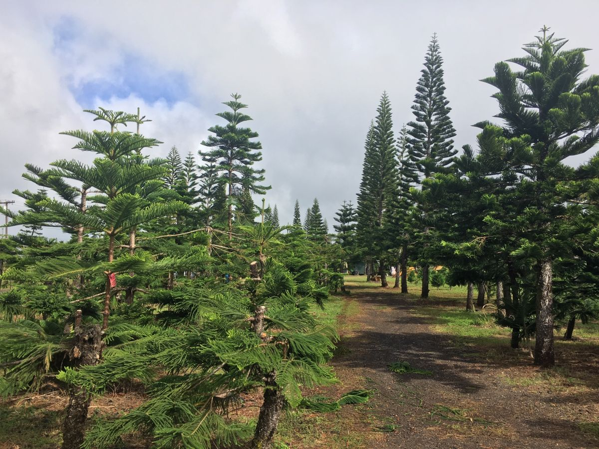 Hawaiian Pine Trees