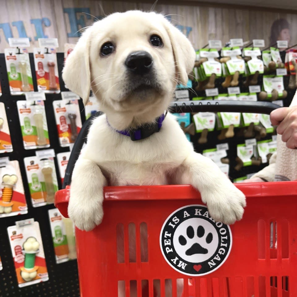 Young yellow lab puppy in a red shopping basket at Kahoots pet supply store