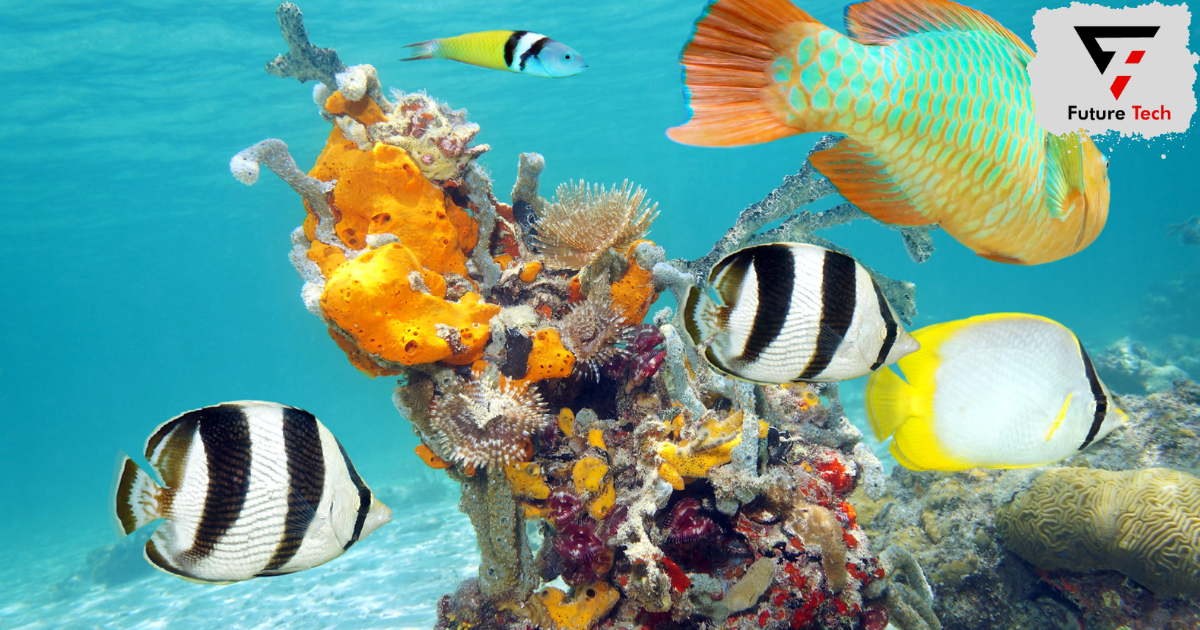 Palancar Reef,Cozumel