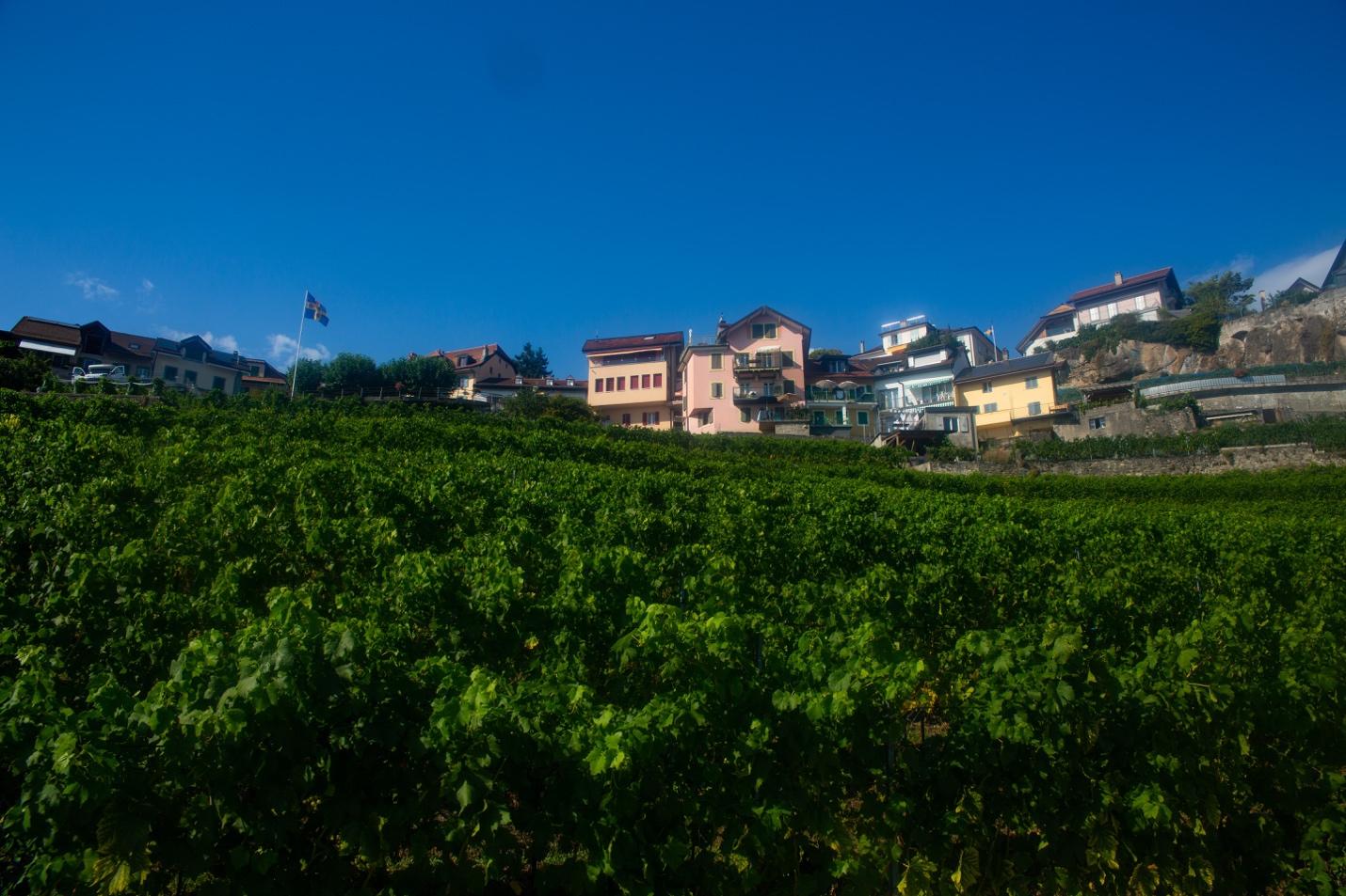 A green field with buildings in the background

Description automatically generated