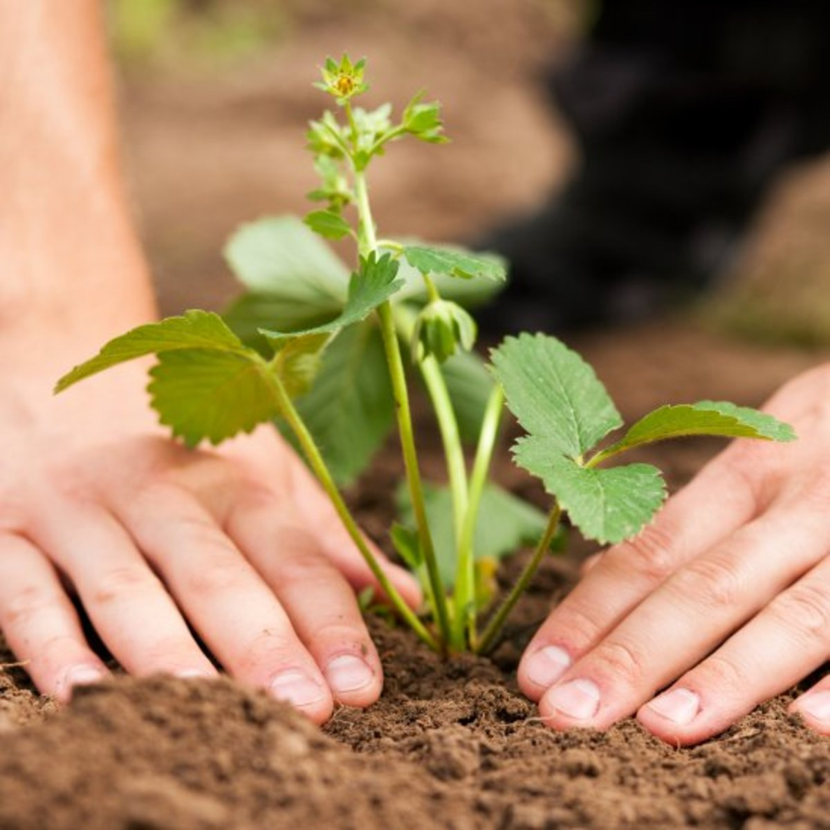 Solution: Plant strawberries at the right time.