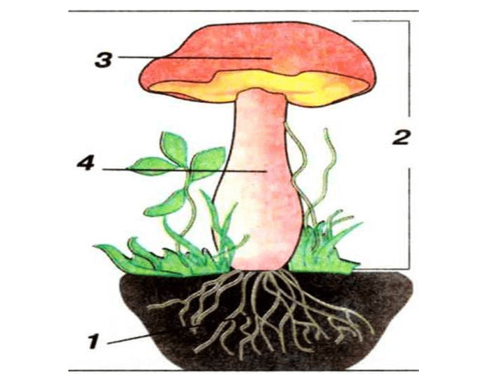 Рисунок гриба по биологии 5 класс