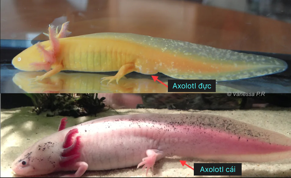 cách chăm sóc Axolotl