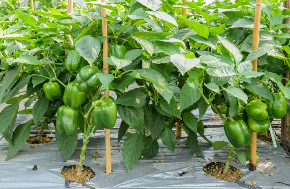 How tall do bell pepper plants need to be before transplanting