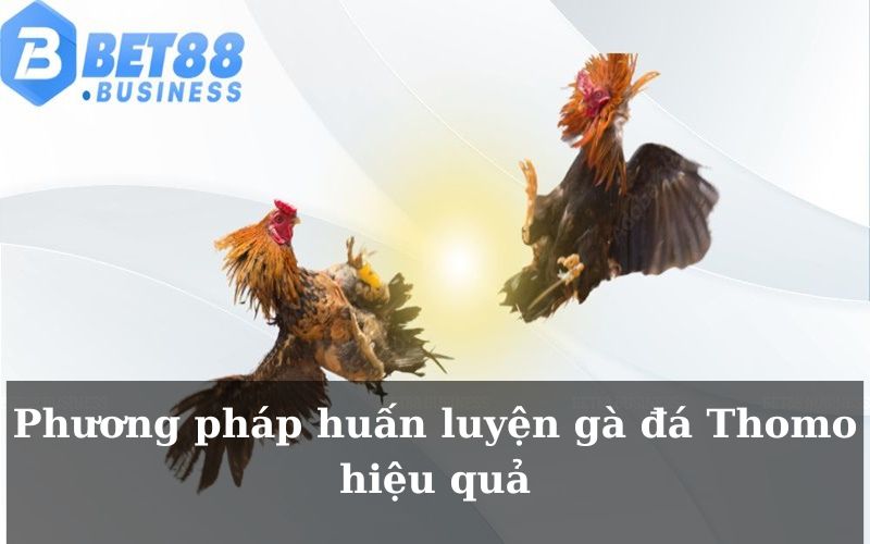 Phương pháp huấn luyện gà đá Thomo hiệu quả