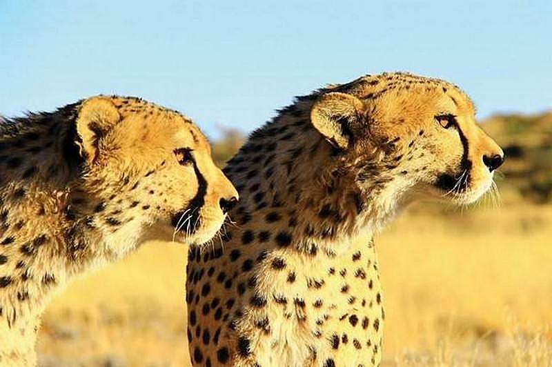 Etosha-cheetah-stare.jpg