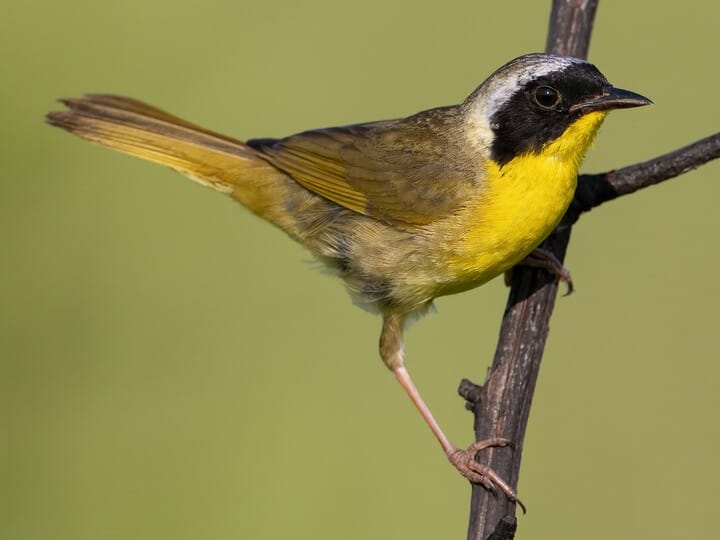 Common Yellowthroat Adult male