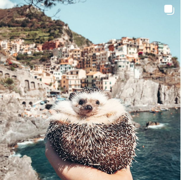 Someone holding a hedgehog in their hand with a beautiful coastal town in the background. 
