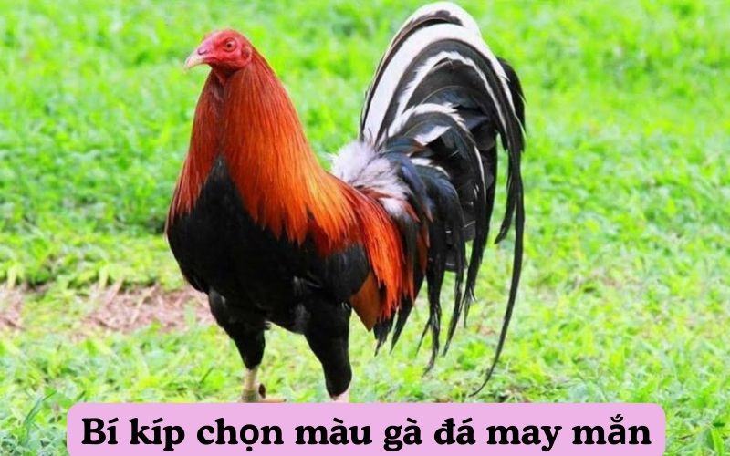 Bí kíp chọn màu gà đá may mắn