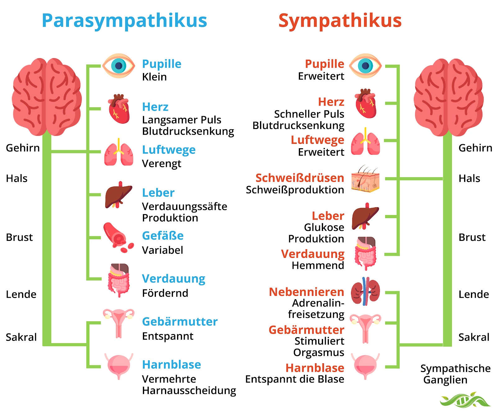 Sympathikus und Parasympathikus beeinflussen zahlreiche Körperfunktionen