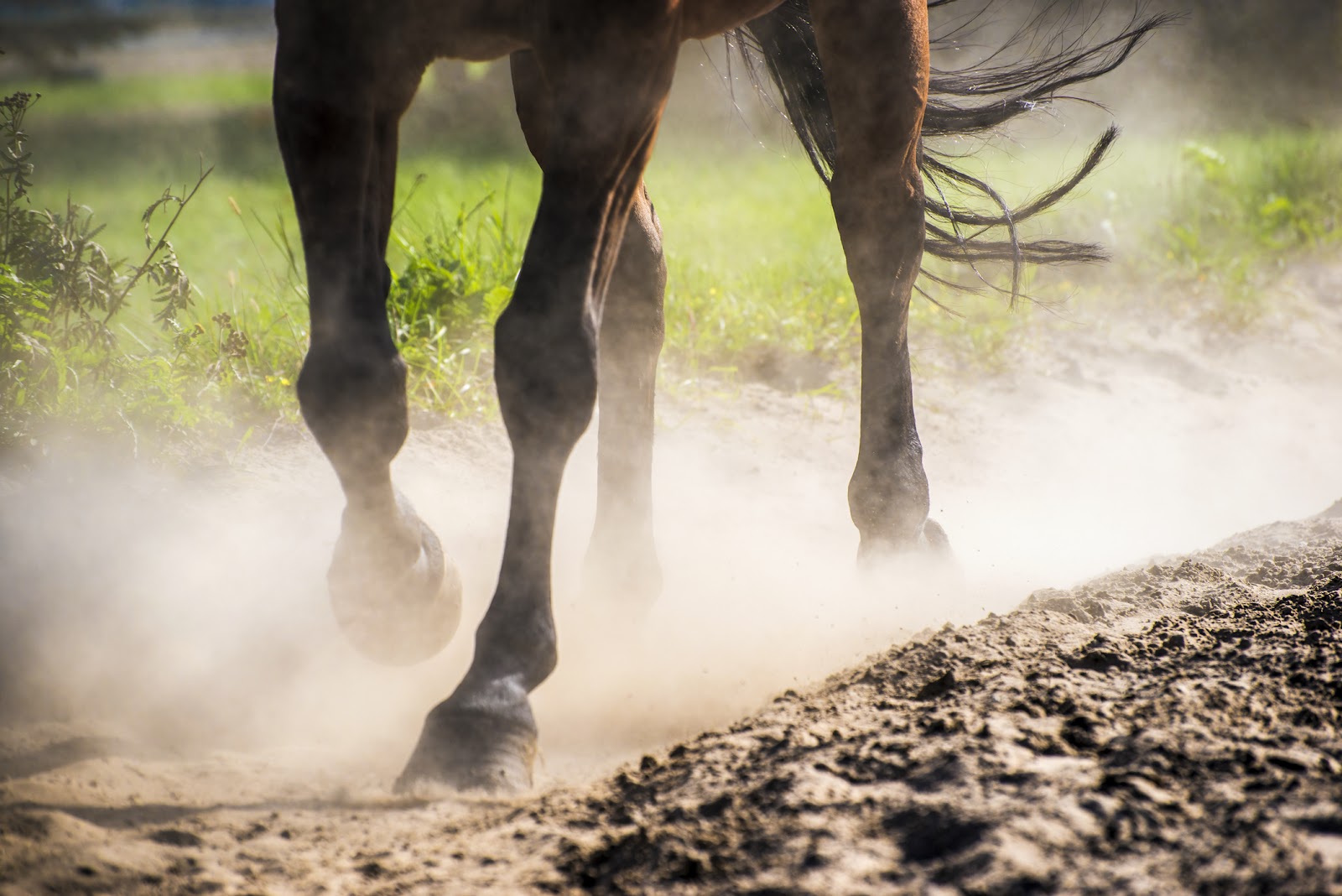 Horse hoof issues