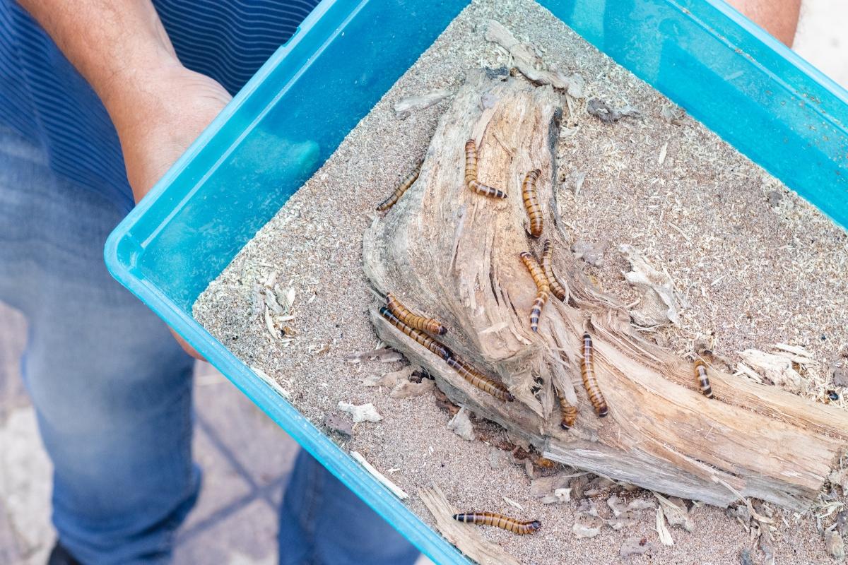 A person holding a container with insects

Description automatically generated