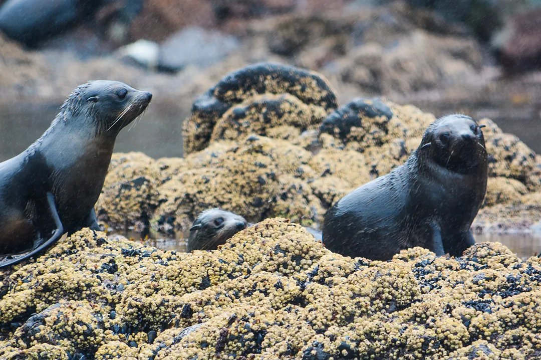 New Zealand Fur Seals