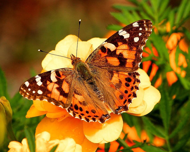 painted-lady-butterfly-55995_640 (1).jpg