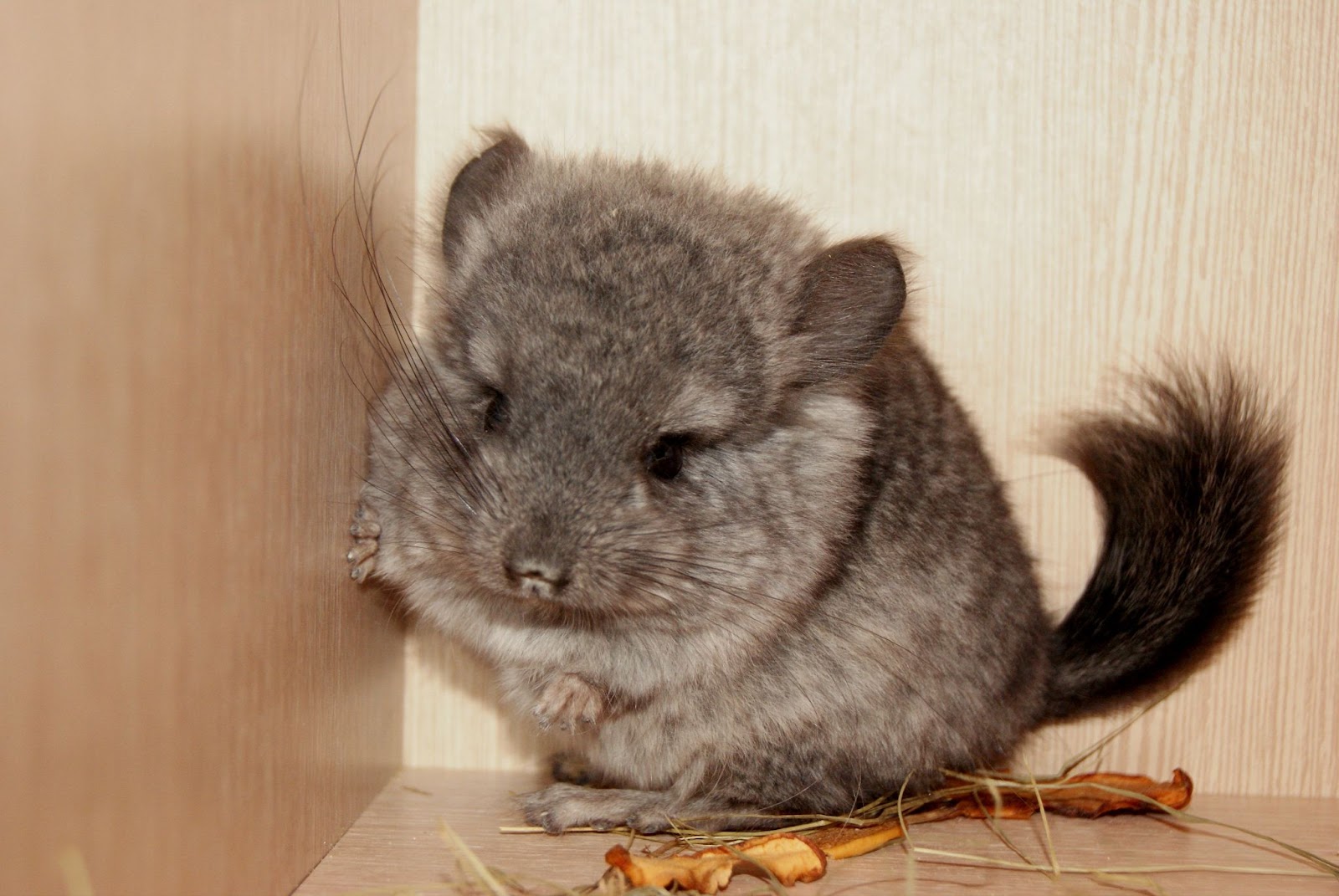 Brown Velvet Chinchilla