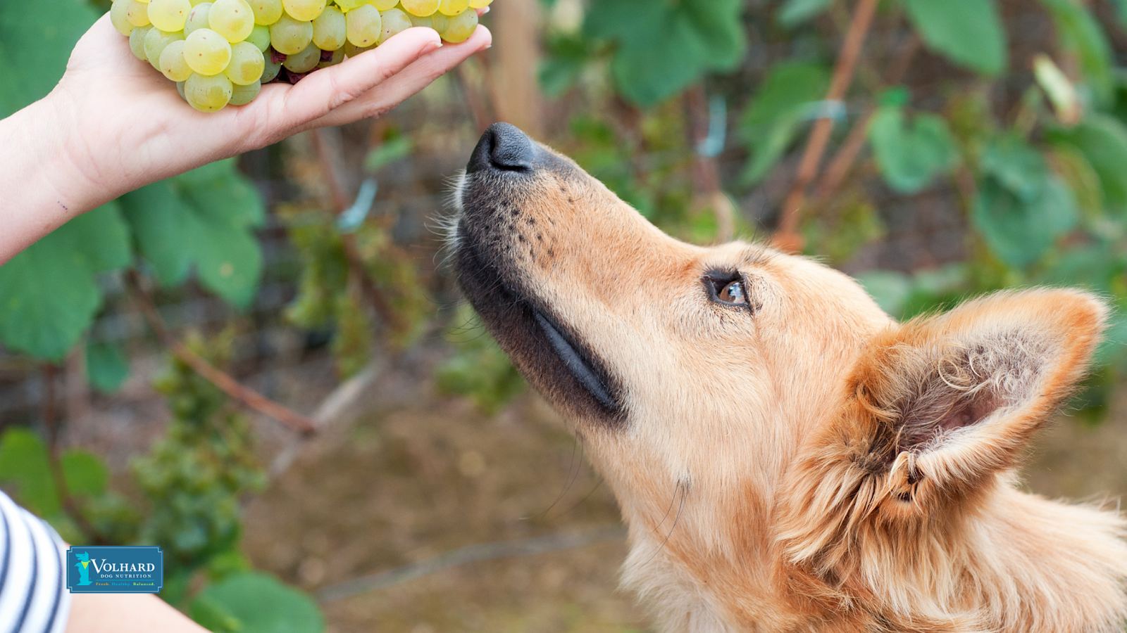 Dog and grapes