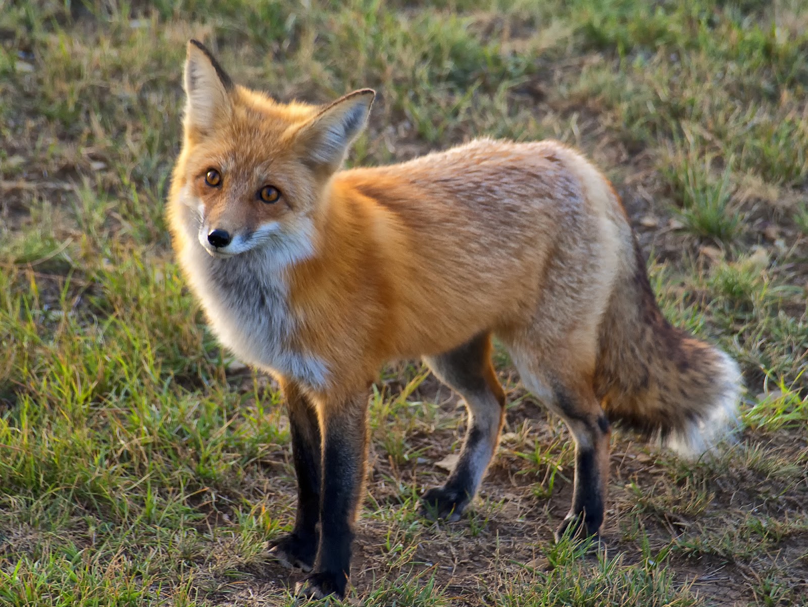 Red Foxes Habits