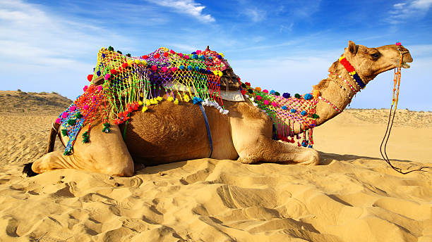 camel safaris