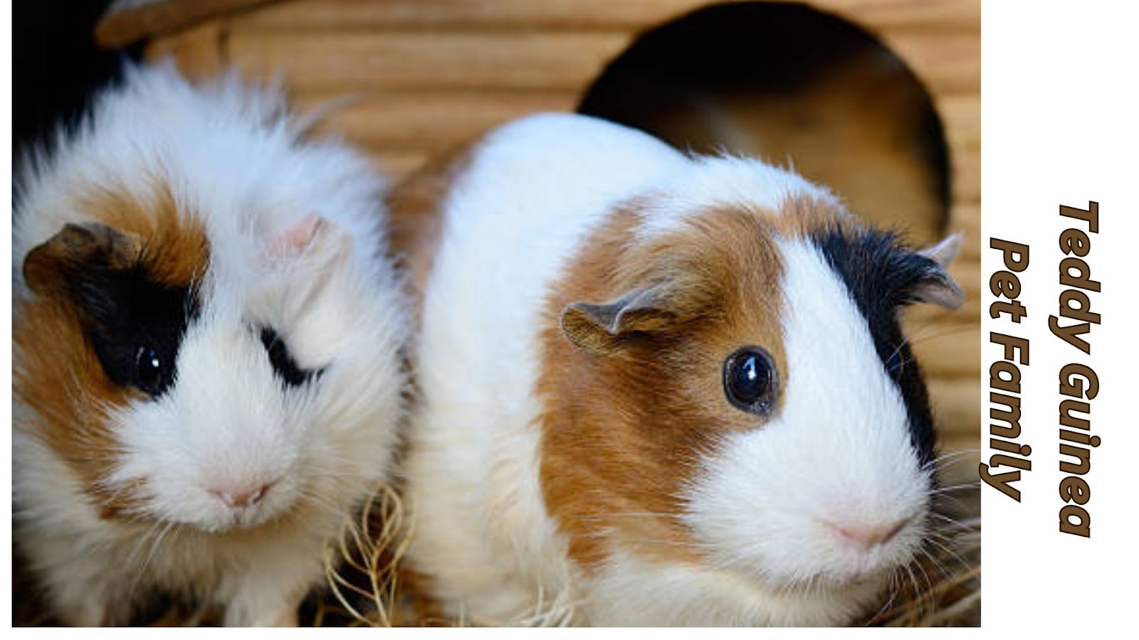 Teddy guinea pigs